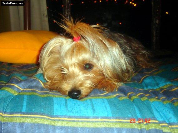 La foto del perro