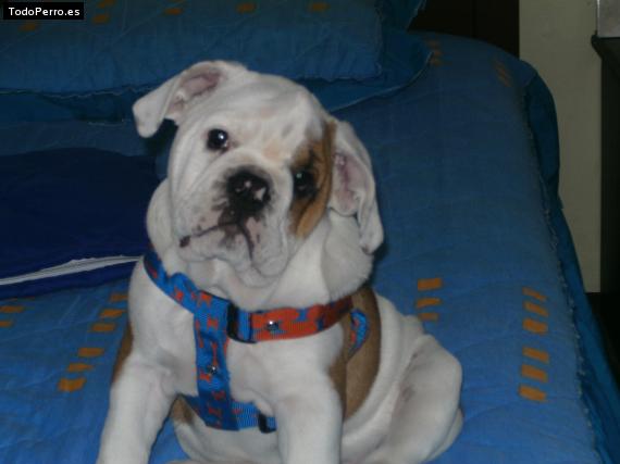 La foto del perro