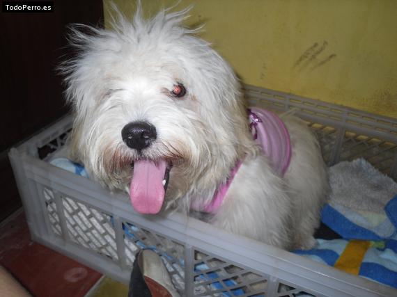 La foto del perro