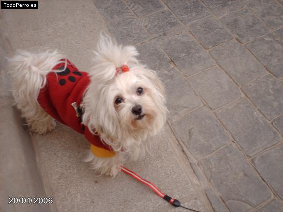 La foto del perro