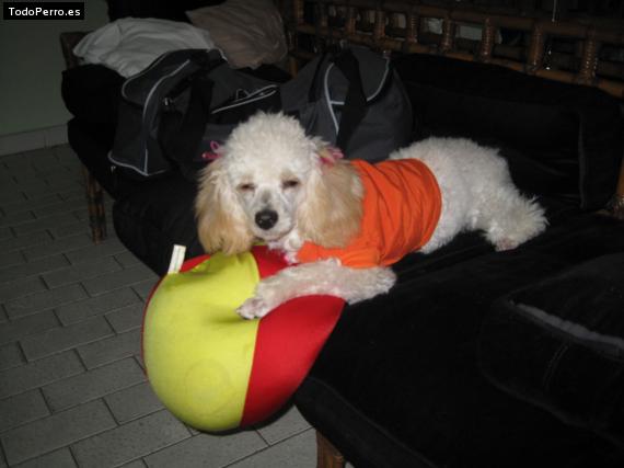 La foto del perro