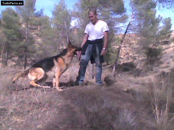 La foto del perro