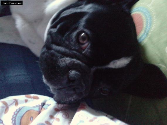 La foto del perro
