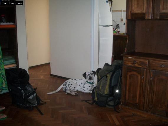 La foto del perro