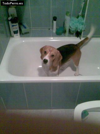 La foto del perro