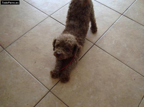 Foto del perro Rommel