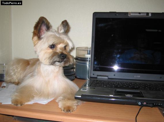 La foto del perro