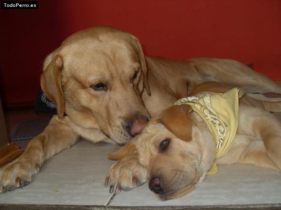 La foto del perro