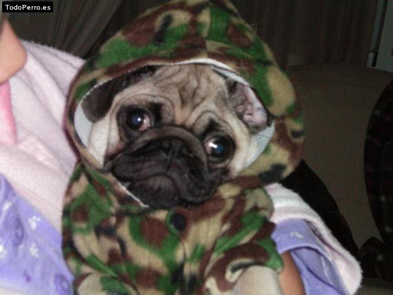 La foto del perro