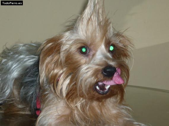 La foto del perro
