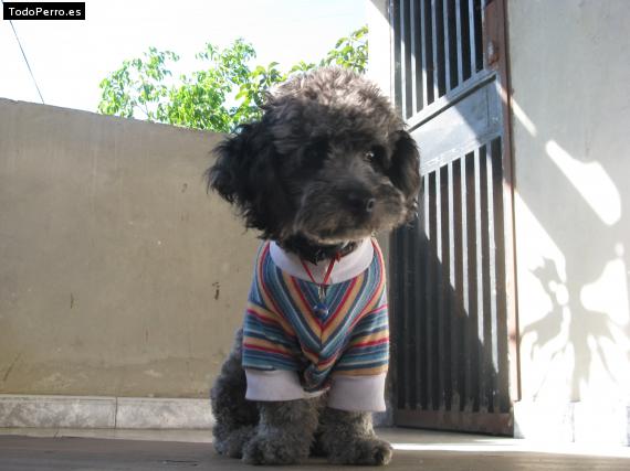 La foto del perro