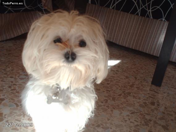La foto del perro