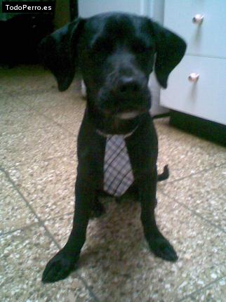 La foto del perro