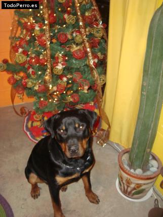 La foto del perro