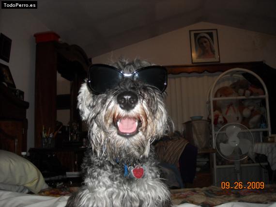 La foto del perro