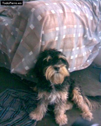 La foto del perro