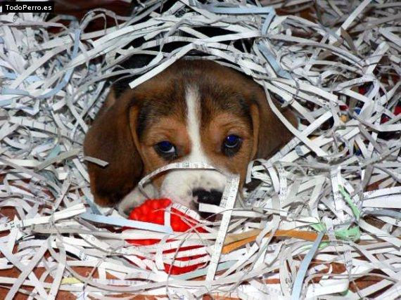 La foto del perro