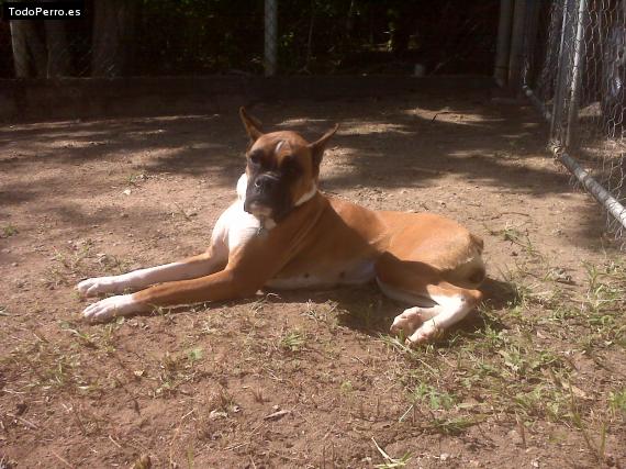 La foto del perro