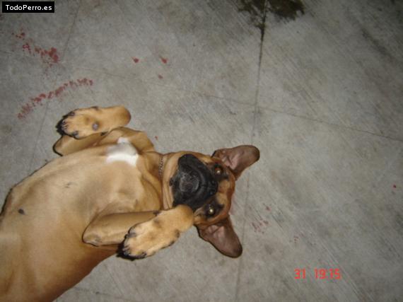 La foto del perro