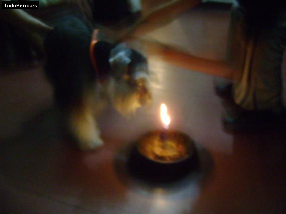 La foto del perro