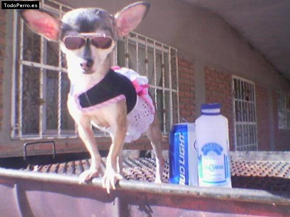 La foto del perro