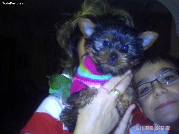 La foto del perro