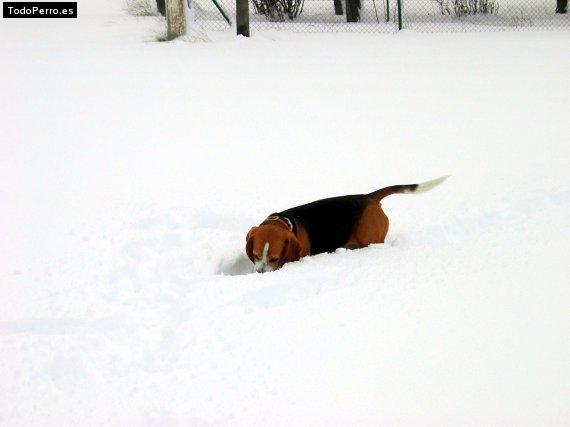 La foto del perro