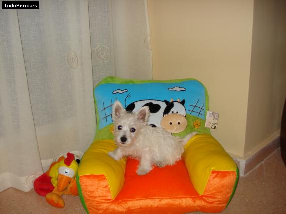 La foto del perro