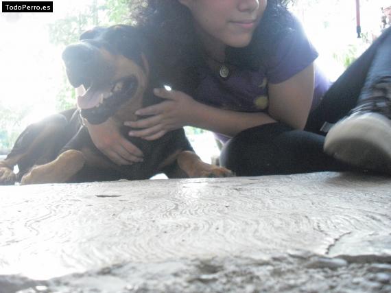 La foto del perro