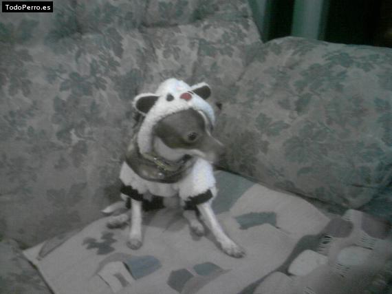 La foto del perro
