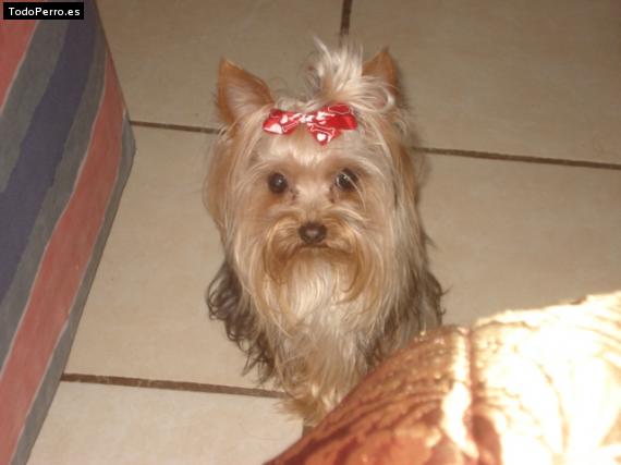 La foto del perro