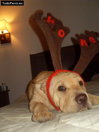 La foto del perro