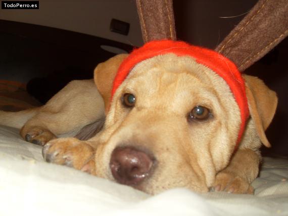 La foto del perro