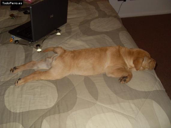 La foto del perro