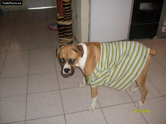 La foto del perro