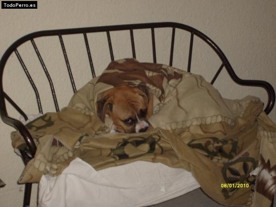 La foto del perro