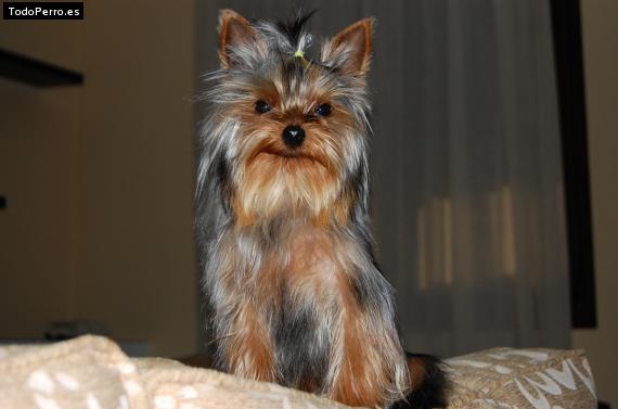 La foto del perro