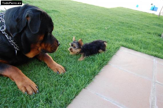 La foto del perro