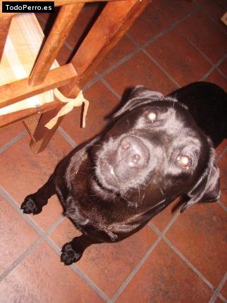 La foto del perro
