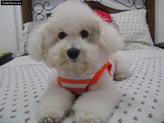 La foto del perro