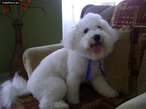 La foto del perro