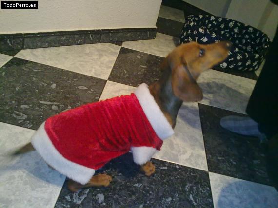 La foto del perro