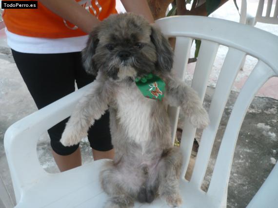 La foto del perro