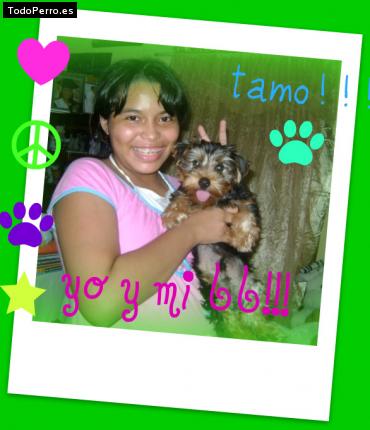 La foto del perro