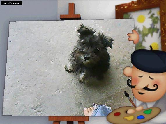 La foto del perro