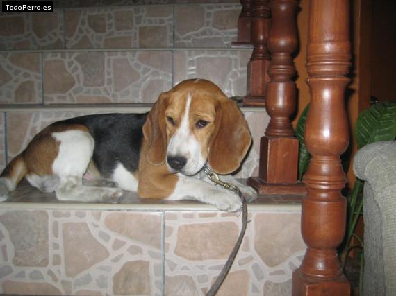 La foto del perro