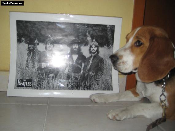 La foto del perro