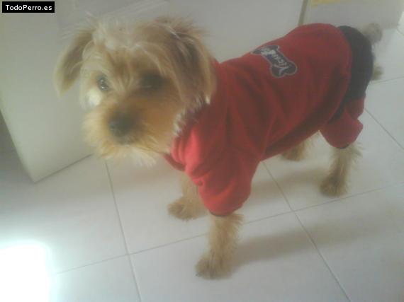 La foto del perro