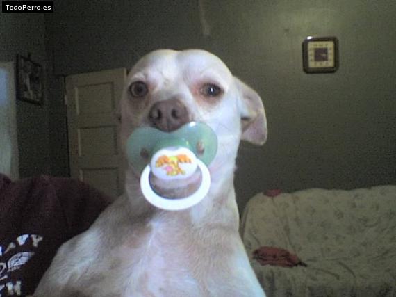 La foto del perro