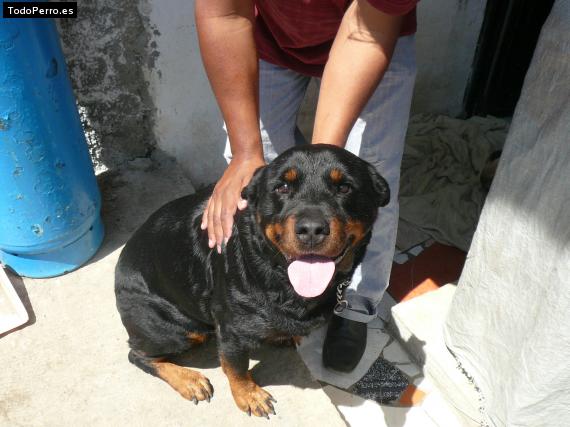 La foto del perro